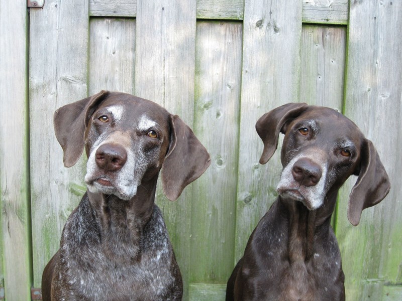 Lees meer over het artikel Jachtkosten niet zakelijk