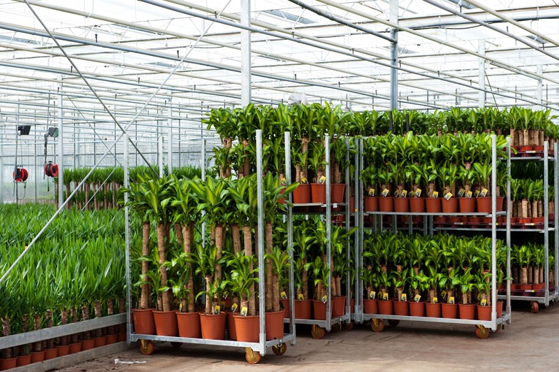 Lees meer over het artikel Specifieke steunmaatregel sierteelt en voedingstuinbouw